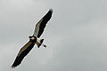 In flight to defend its nest in (Gravatá, Brazil)