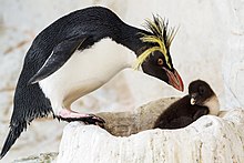 Northern rockhopper penguins breed successfully every year.