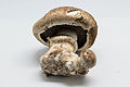 Image 40Agaricus bisporus mushroom is a cultivated edible mushroom for foods and has many names such as "champignon", " button mushroom", "white mushroom", and " portobello" (from Mushroom)