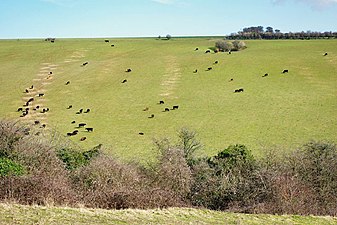 View from Tenants Hill of cattle on west slopes of Lychpole Hill