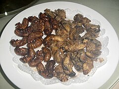Deep-fried golden cicada (炸金蝉; 炸金蟬; zhájīnchán