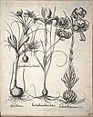Crocuses and other flowers from the Hortus Eystettensis of 1613