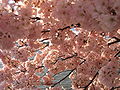 A detailed close-up of some cherry blossoms.