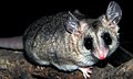 elegant fat-tailed mouse opossum