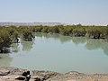 Avicennia marina trees (locally known as harra) of the mangrove forests of Qeshm