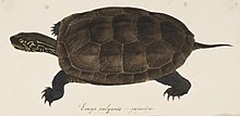 Hier wird eine Zeichnung der Schildkröte gezeigt. Ihr Kopf schaut aus dem Panzer raus und sehr deutlich sind die Krallen an den Gliedmaßen zu sehen.