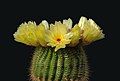 Image 21 Parodia tenuicylindrica Photo: Laitche Parodia tenuicylindrica is a small species of cactus native to the Rio Grande do Sul region of Brazil. It grows 4–8 cm (1.6–3.1 in) in height and 2–3 cm (0.8–1.2 in) in width. It has yellow and red-brown spines, white wool and yellow flowers. It produces yellow-green fruit and black seeds. More selected pictures