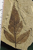 Rhus hybrid fossil – about 49.5 million years old, Early Ypresian, Klondike Mountain Formation, Washington