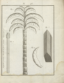 Plate 26, Palm tree of green fire