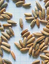 The seeds of rye are some 7 or 8 mm long, much larger and less round than wheat.