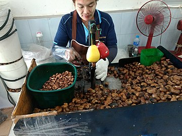 A woman using a machine to shell cashews in Thailand, wearing gloves to protect against contact dermatitis