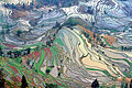 Image 31Ancient rice terraces in Yuanyang County, Yunnan (from History of agriculture)
