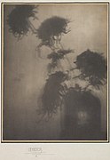 The Shadows on the Wall (Chrysanthemums), c.1906