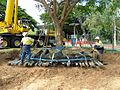 Large tree transplant in Townsville, Australia