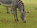 Image 19A zebra grazing at Marwell Zoological Park (from Portal:Hampshire/Selected pictures)