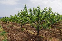 Peach orchard in Sirkovo, North Macedonia