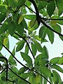 Leaves of Dendrocnide meyeniana