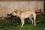 Dog kills rat in Brooklyn, NY.
