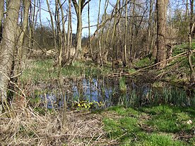 Aalbek-Niederung im Frühjahr mit Sumpfdotterblumen im Vordergrund