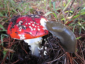 A mushroom (Amanita muscaria) being eaten by a banana slug.