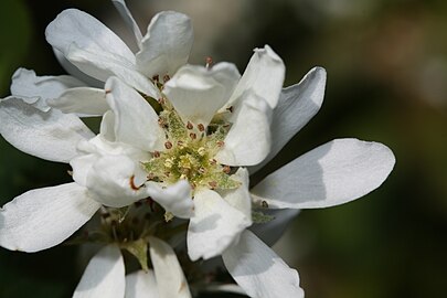 Close-up of A. a. var. semiintegrifolia flower