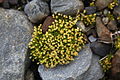 Antarctic pearlwort, one of the two native flowering plants