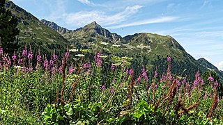 ...ebenso die Alpenblumen