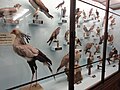 Ornithological display (1 of 2)