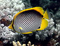 Image 23 Blackback butterflyfish More selected pictures