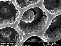 SEM image of Cobaea scandens pollen