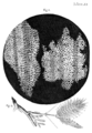 Image 26In Micrographia, Robert Hooke had applied the word cell to biological structures such as this piece of cork, but it was not until the 19th century that scientists considered cells the universal basis of life. (from History of biology)