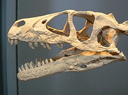 Dromaeosaurus skull.