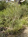 E. angustissima, showing shrub form, Melbourne