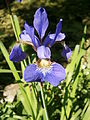 Iris sibirica close-up