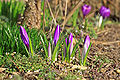 Purple crocuses with closed flowers