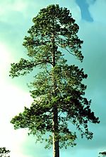 The Norway pine, Minnesota's state tree