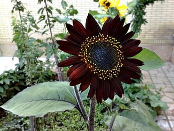 A dark red sunflower cultivar