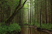 Farbfotografie von einem schmalen Flussverlauf, der durch einen dichten Wald führt.