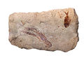Image 18Specimen from a palaeontological site of Lebanon at Paleontology in Lebanon, by Mila Zinkova (from Wikipedia:Featured pictures/Sciences/Geology)
