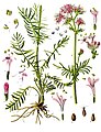 19th-century illustration of Valeriana officinalis