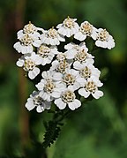 Yarrow (Achillea millefolium)