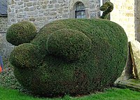 A topiary pig in Halton, Northumberland