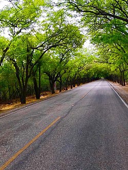 Natural tree tunnel in Bahoruco province
