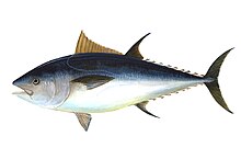 Illustration of adult bluefin tuna