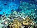 Image 7Coral reefs in Papua New Guinea (from New Guinea)