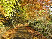 A Cotswold the lane in Autumn