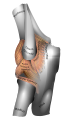 Upper extremity of left ulna. Lateral aspect