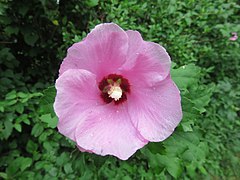Common hibiscus of Bluemont Park