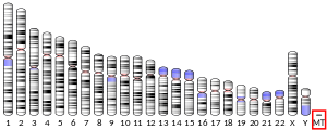 Mitochondrial DNA (human)
