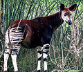 Image 17Found in the Congolian rainforests, the okapi was unknown to science until 1901 (from Democratic Republic of the Congo)